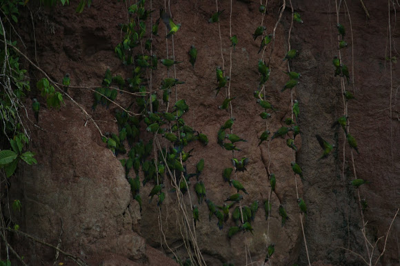 Spotting Image 1