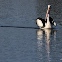 Australian Pelican