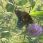 Pipevine Swallowtail 
