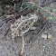 Horned lizard (horned toad)