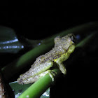 Rana