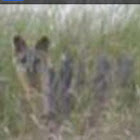 Unknown spotting
