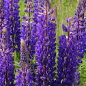 Large-leaved Lupine