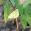 Little Yellow