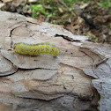 Sawfly Larva