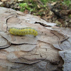 Sawfly Larva