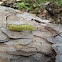 Sawfly Larva
