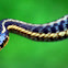 Maritime Garter Snake