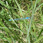 common blue damselfly