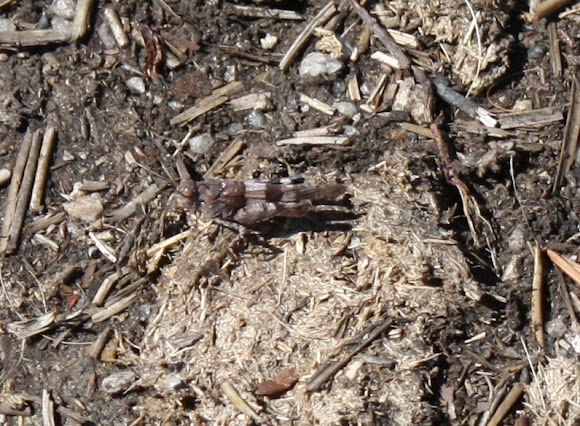 Spotting Image 1