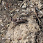 Blue Winged Grasshopper