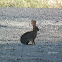 Jackrabbit