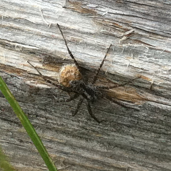 Spotting Image 1