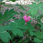 Bleeding heart