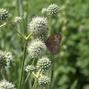 Common Wood Nymph