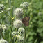 Common Wood Nymph
