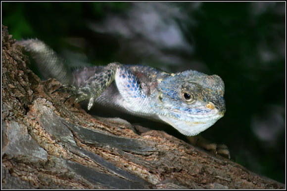 Spotting Image 1
