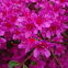 Azalea