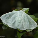 Lymantriid Moth