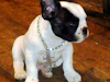 Busco Perra De Raza Buldog Franses Para Reproduci