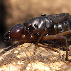 Dragonfly nymph