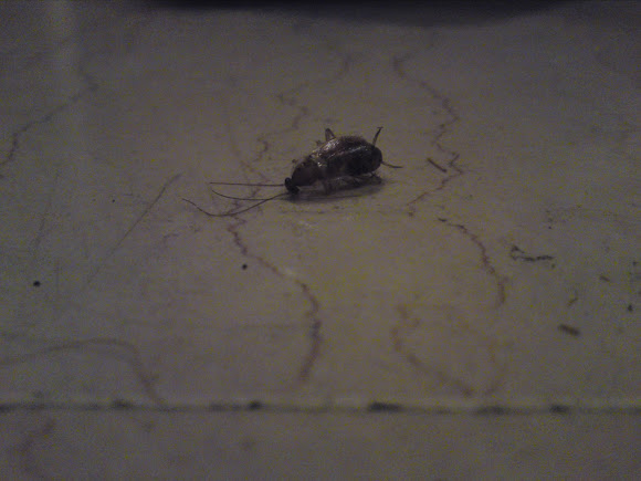 Spotting Image 1