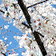 Cherry Blossom