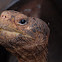 Pinta Island tortoise