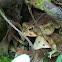 Southern Toad