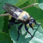 Bee-like Robberfly