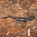 Blue-spotted Salamander