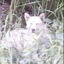 Wolf (prob. hybrid)