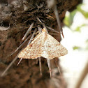 Moth.