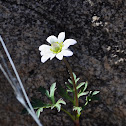 Tuber anemone