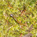 Larch Mountain Salamander