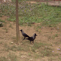 Common Crow
