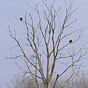Bald Eagle Pair