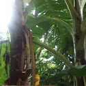 Banana Tree / Árbol de plátanos