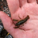 White River Crayfish