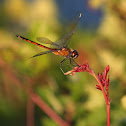 Four-spotted Pennant Dragonfly