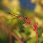 Four-spotted Pennant Dragonfly