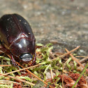 May Beetle