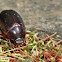 May Beetle