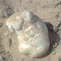 White Truffels