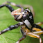 Jumping Spider