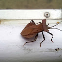 Leaf-footed bug