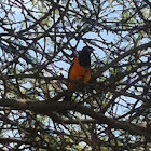 Troupial