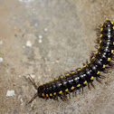 Millipede
