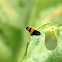 Achilid Planthopper