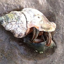 Hermit Crab